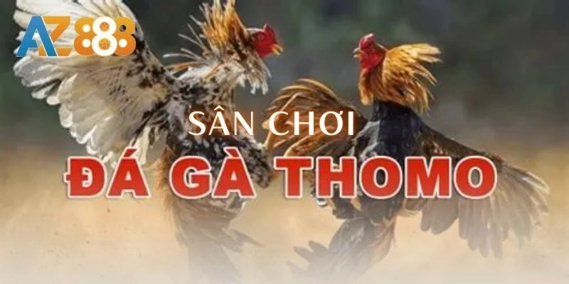 Trải nghiệm sân chơi đá gà thomo đỉnh nất kịch trần 3 Trải nghiệm sân chơi đá gà thomo đỉnh nất kịch trần